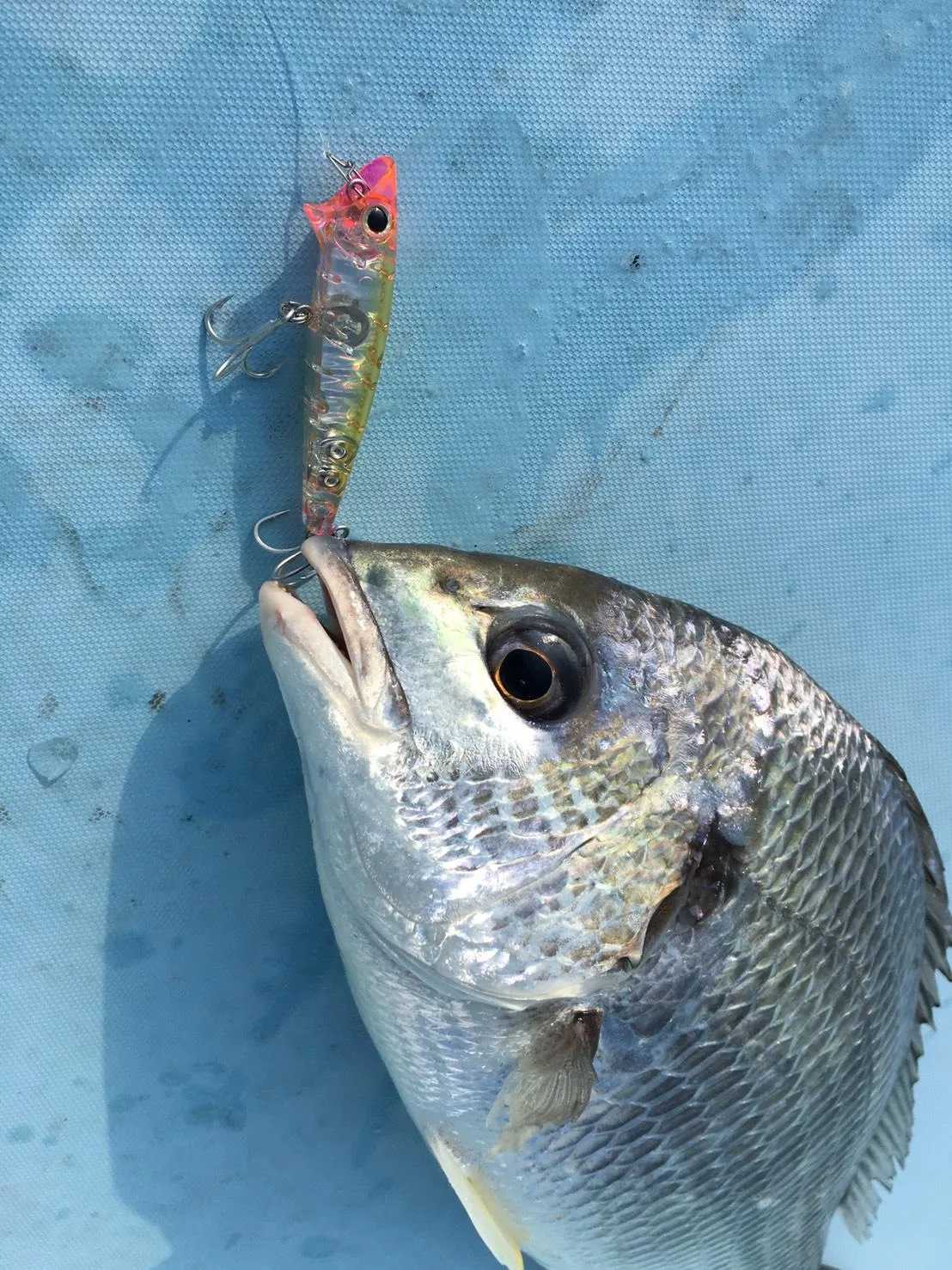 浜名湖チヌトップゲーム釣果上昇中 釣具のイシグロ 釣り情報サイト