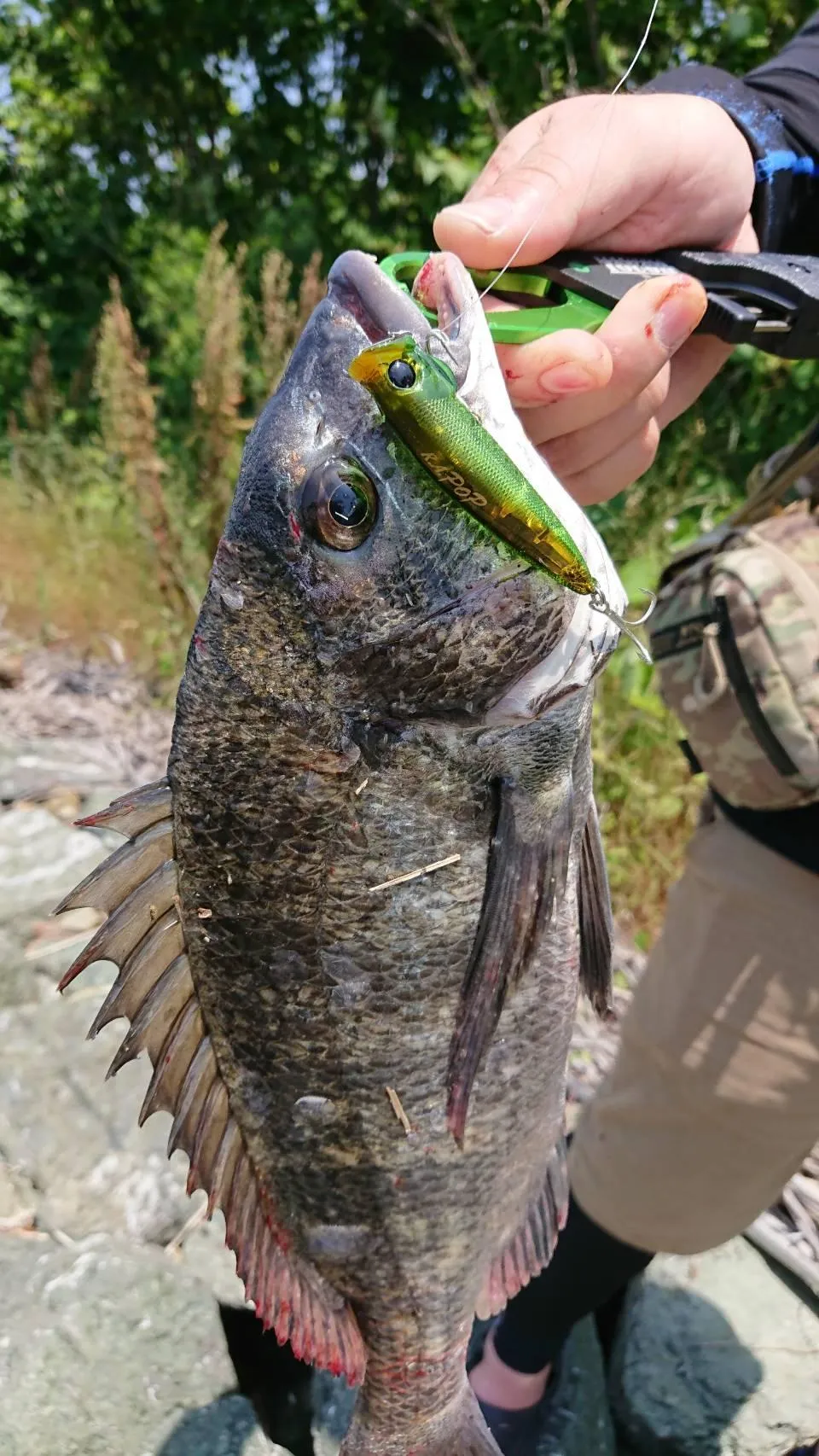 浜名湖 黒船屋さんにて黒鯛ポッパー爆釣!