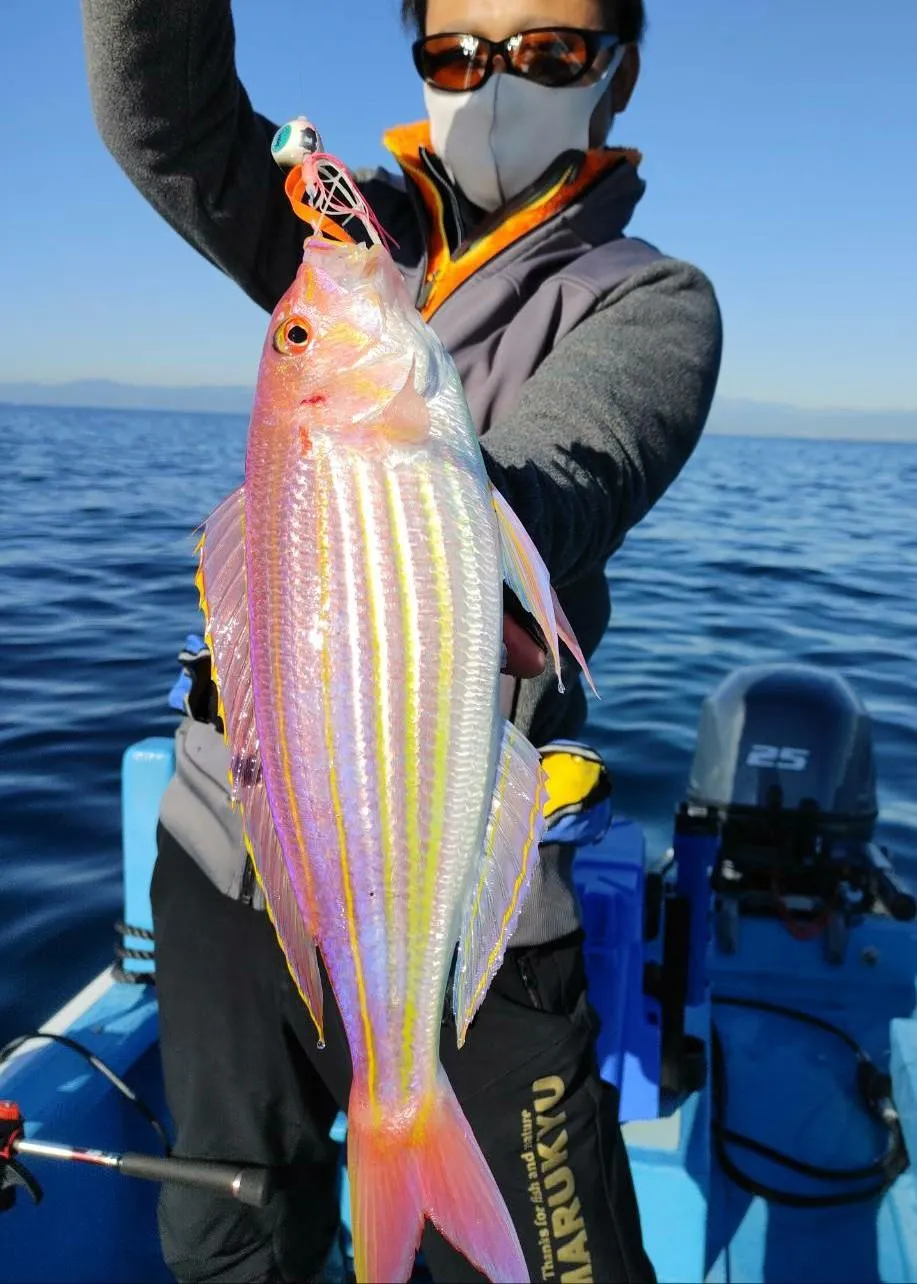 御殿場店 冬の赤い魚 良型イトヨリダイがタイラバで釣れました 釣具のイシグロ 釣り情報サイト