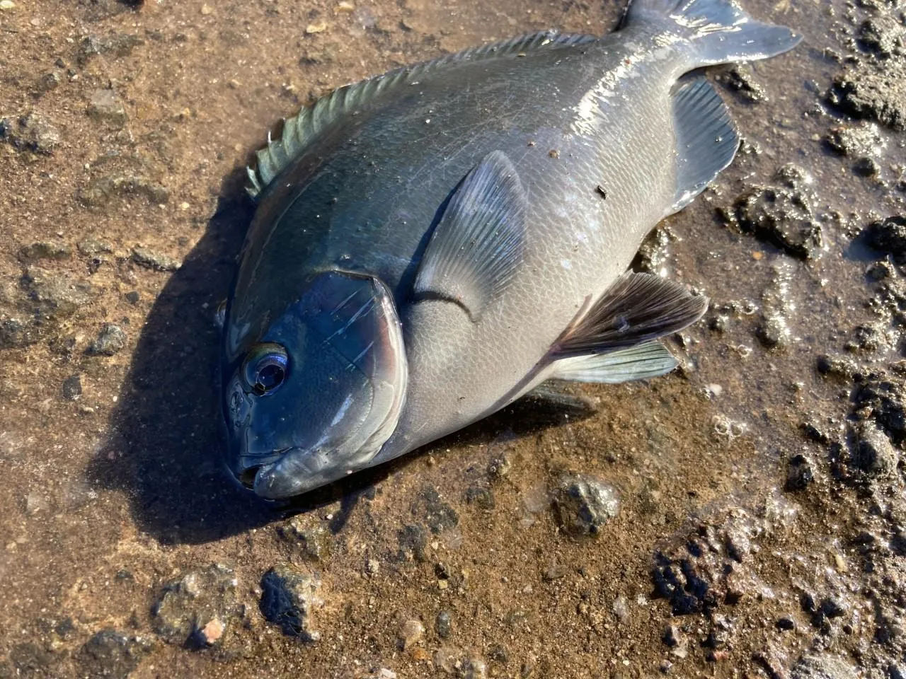 沼津堤防釣果】フカセ釣りでメジナ釣れてます！【グレ】｜釣具のイシグロ |釣り情報サイト