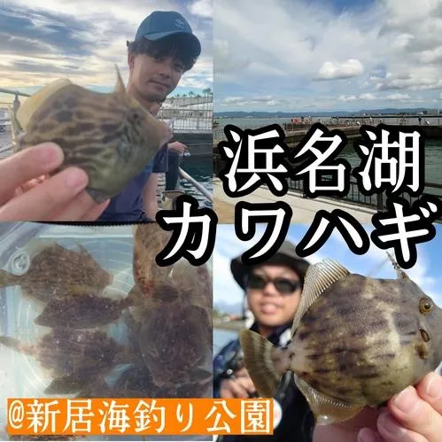 続報 22年夏の浜名湖新居海釣り公園カワハギ釣果情報 釣具のイシグロ 釣り情報サイト