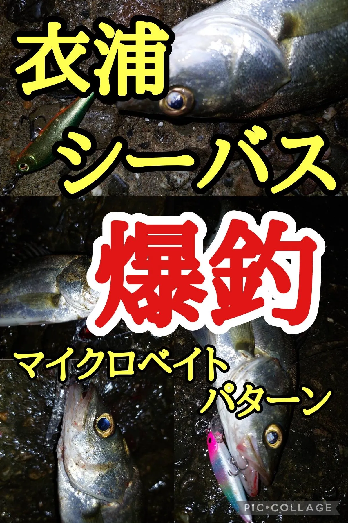 衣浦シーバス爆釣!!!】マイクロベイトパターンで入れ食い!!! 数釣りが