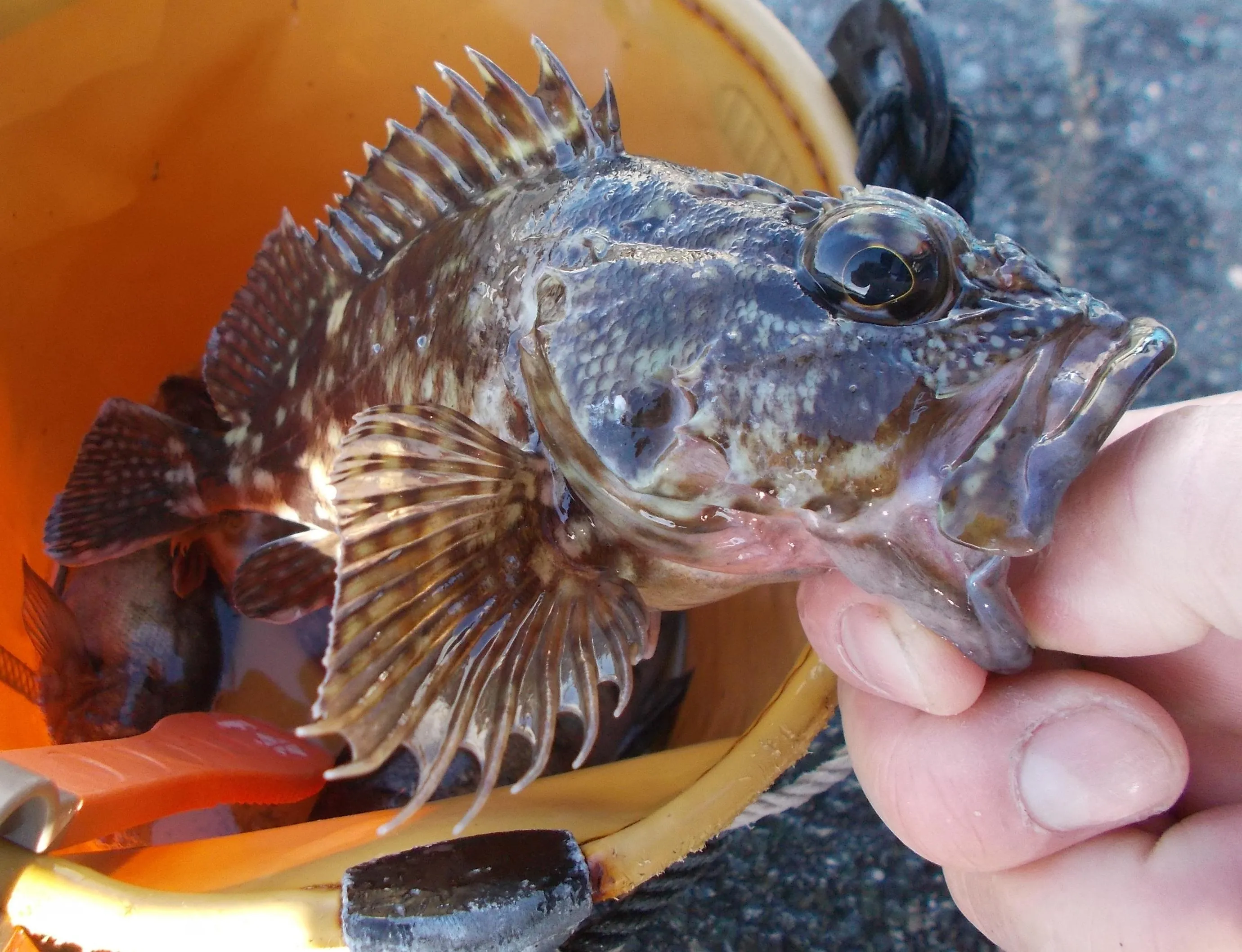 高林店☆浜名湖根魚釣れました☆｜釣具のイシグロ |釣り情報サイト