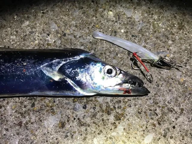 またまた南知多で太刀魚ワインド爆釣 釣具のイシグロ 釣り情報サイト