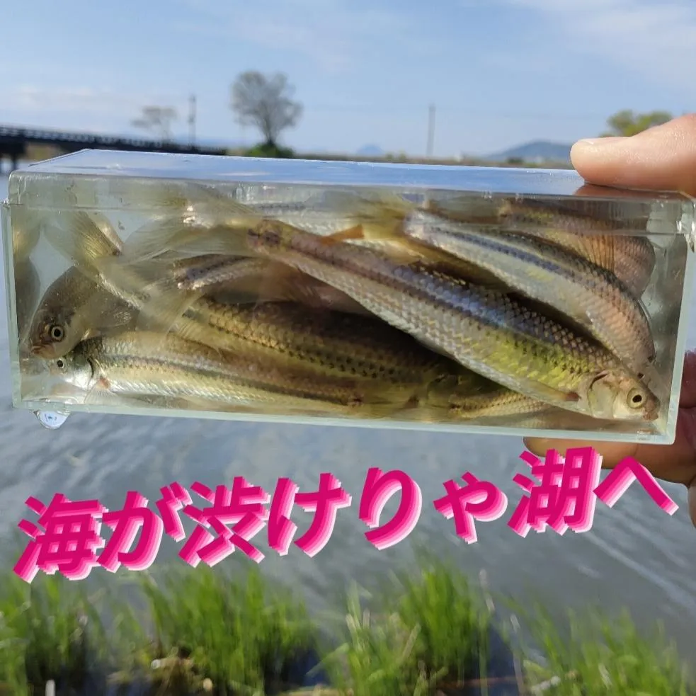 高級淡水魚が誰でも簡単に釣れちゃうホンモロコ釣り！｜釣具のイシグロ