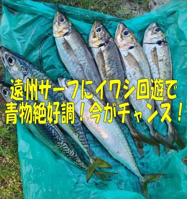 遠州サーフにカタクチイワシ回遊で青物絶好調 釣具のイシグロ 釣り情報サイト