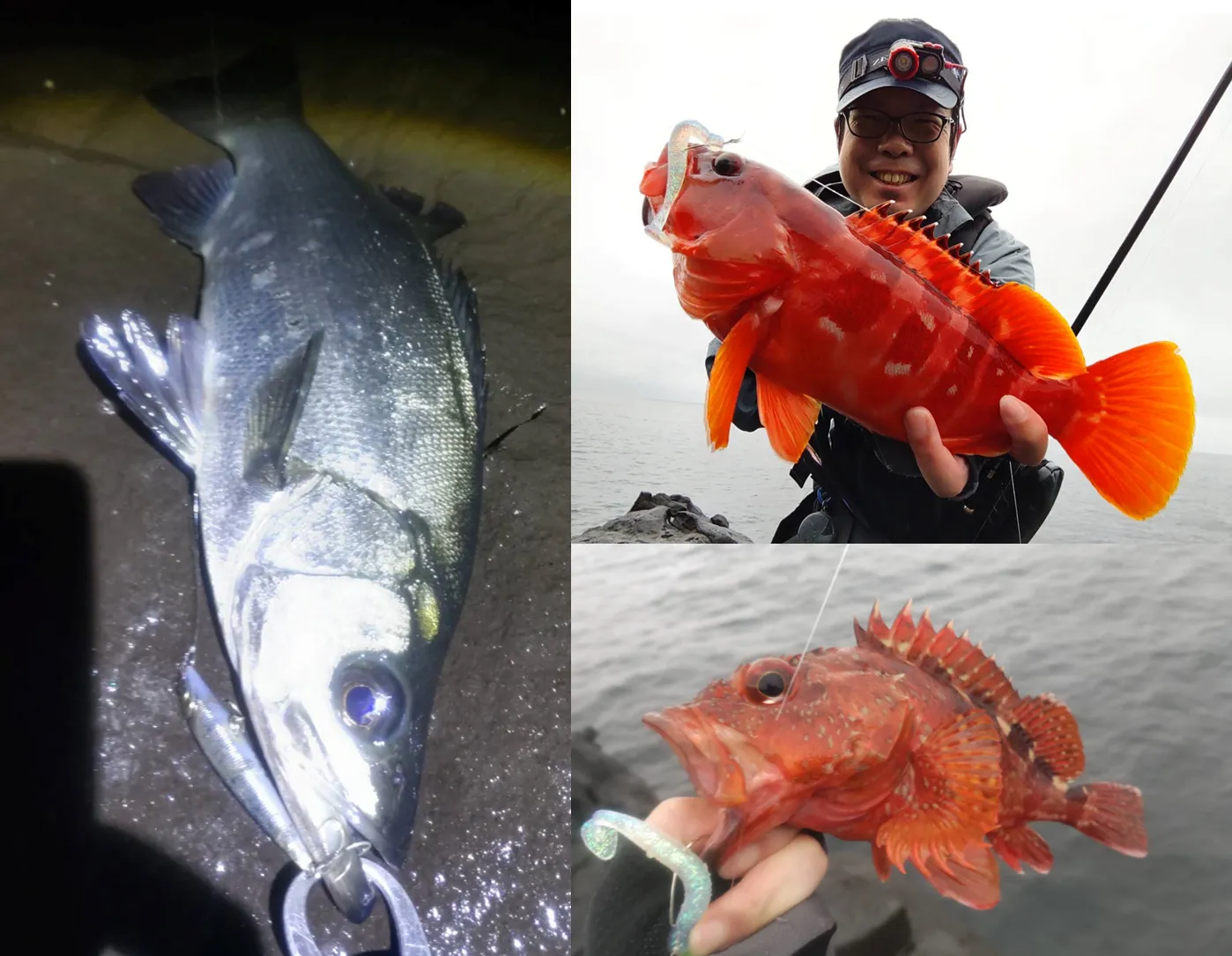東伊豆地磯トップでヒラスズキ＆ロックフィッシュ狙いで良型アカハタ！｜釣具のイシグロ |釣り情報サイト
