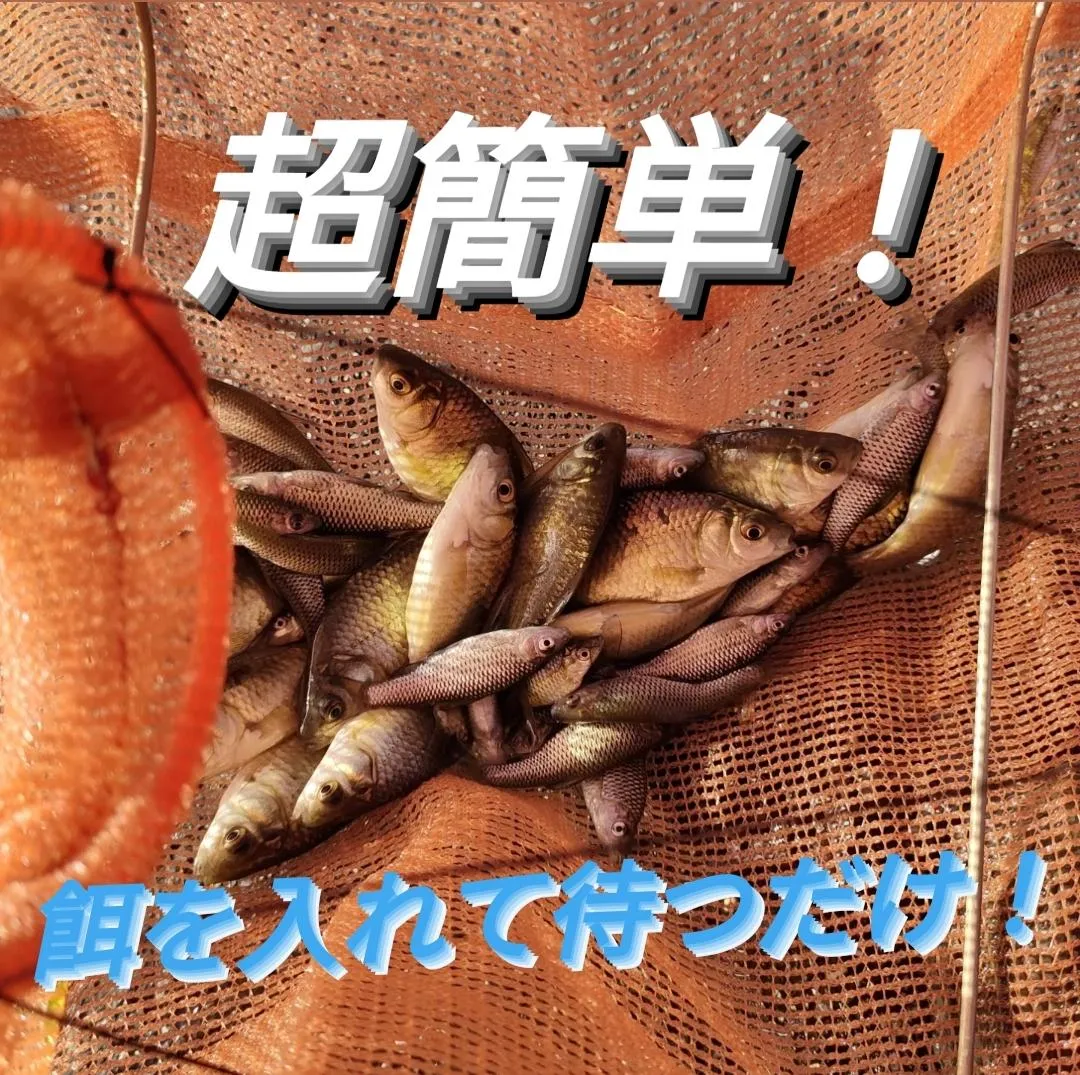 お魚キラー、ウキ釣りで小魚が大漁！これにはお子様も大喜びなのでは