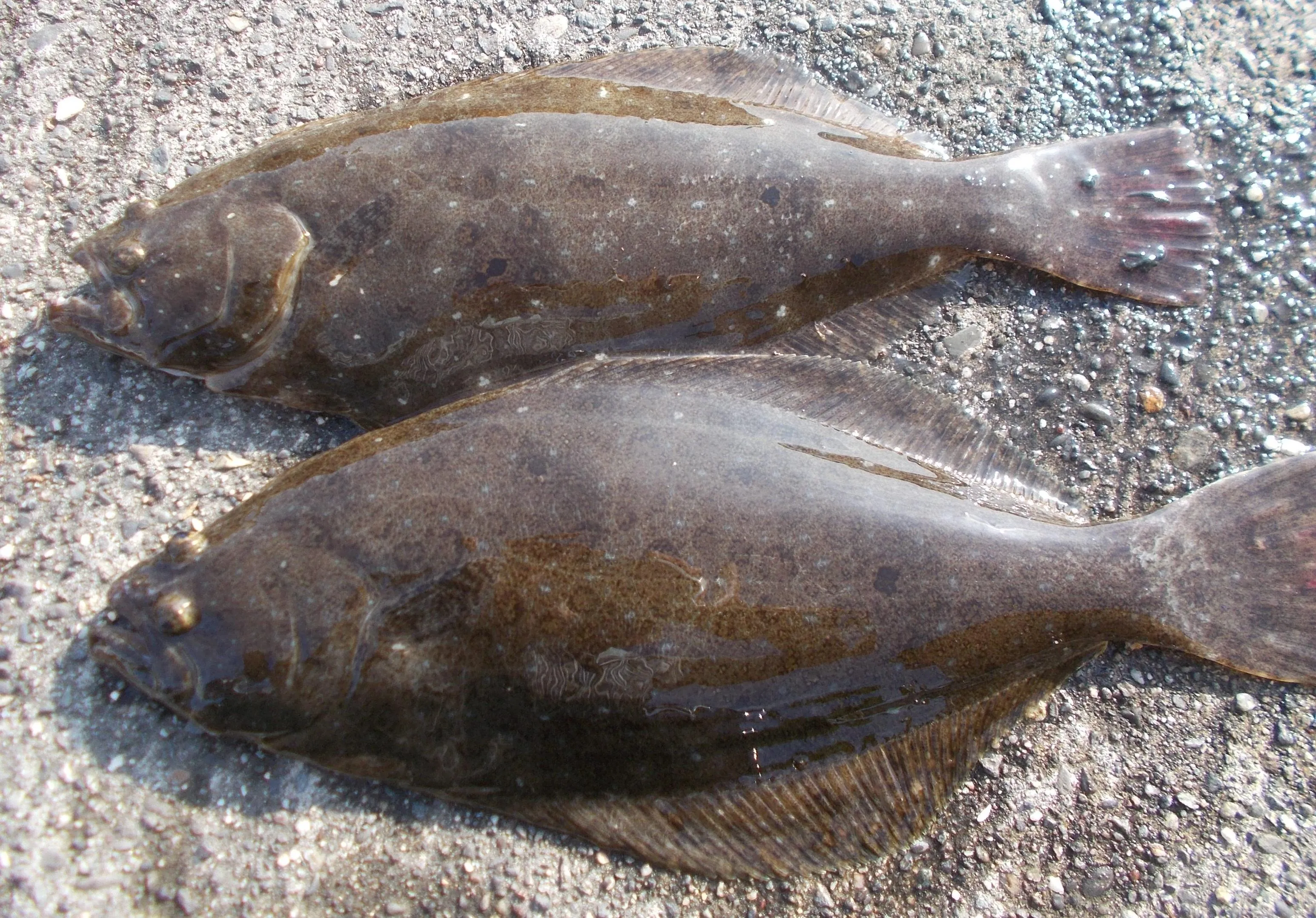 入野店 アジを釣ってからの泳がせヒラメ 釣具のイシグロ 釣り情報サイト