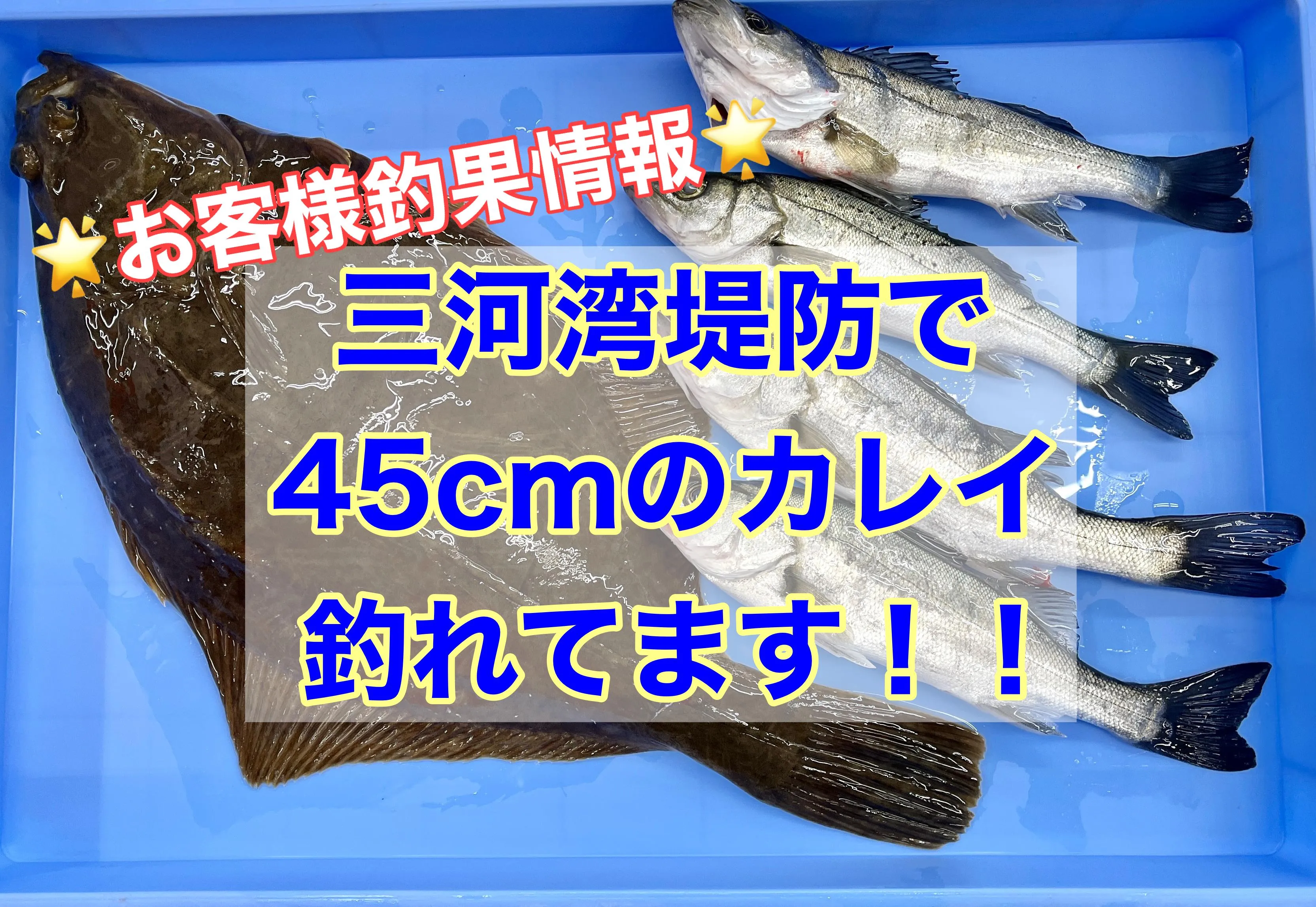 お客様釣果情報】三河湾堤防でBIGカレイ！！｜釣具のイシグロ |釣り