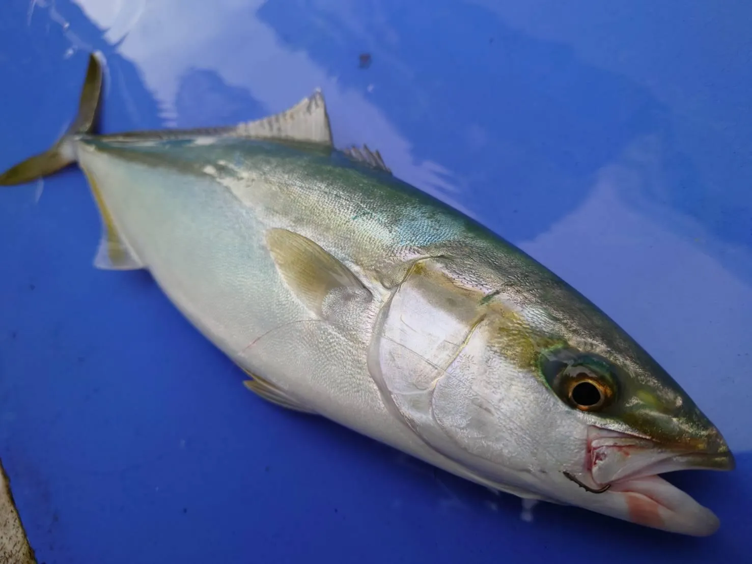 御殿場店 秋のコマセ釣りで青物連発 イナダ乱舞 美味しい魚も釣れました 釣具のイシグロ 釣り情報サイト