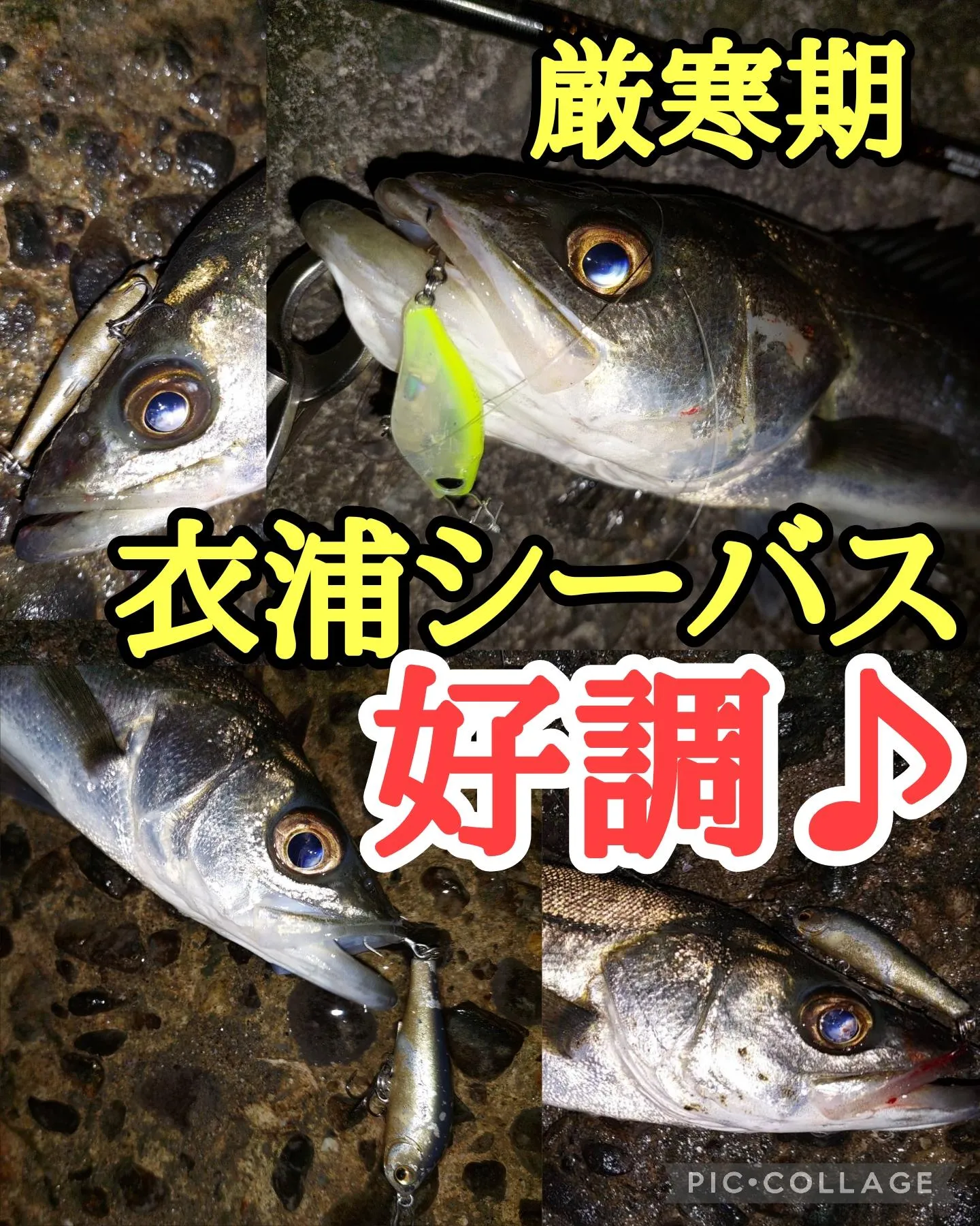 厳寒期・衣浦周辺シーバス好調♪】年末の釣り納めにシーバス調査