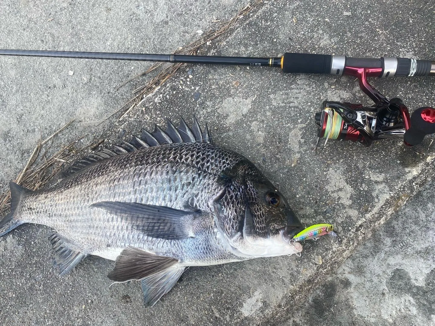 年ぶりの釣り 初黒鯛 釣具のイシグロ 釣り情報サイト