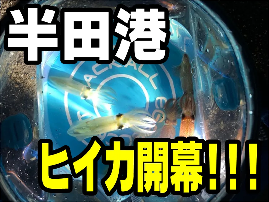 イシグロ半田店 連日好調 半田港ヒイカ釣れてます 釣具のイシグロ 釣り情報サイト