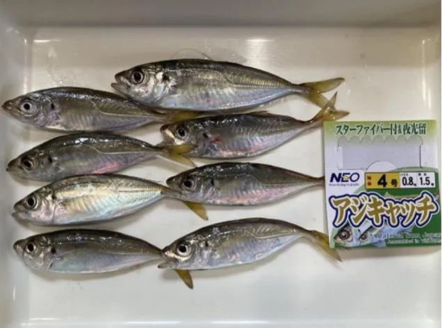 福田港夜のサビキ釣りで豆アジGET｜釣具のイシグロ