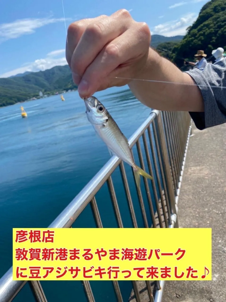 彦根店 まるやま海遊パークへサビキ釣りに行ってきました 釣具のイシグロ 釣り情報サイト
