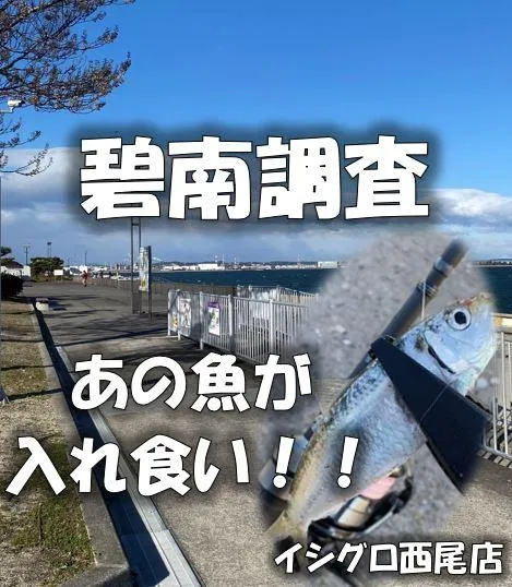 寒波襲来でも魚は釣れる！？碧南調査【イシグロ西尾店】｜釣具の