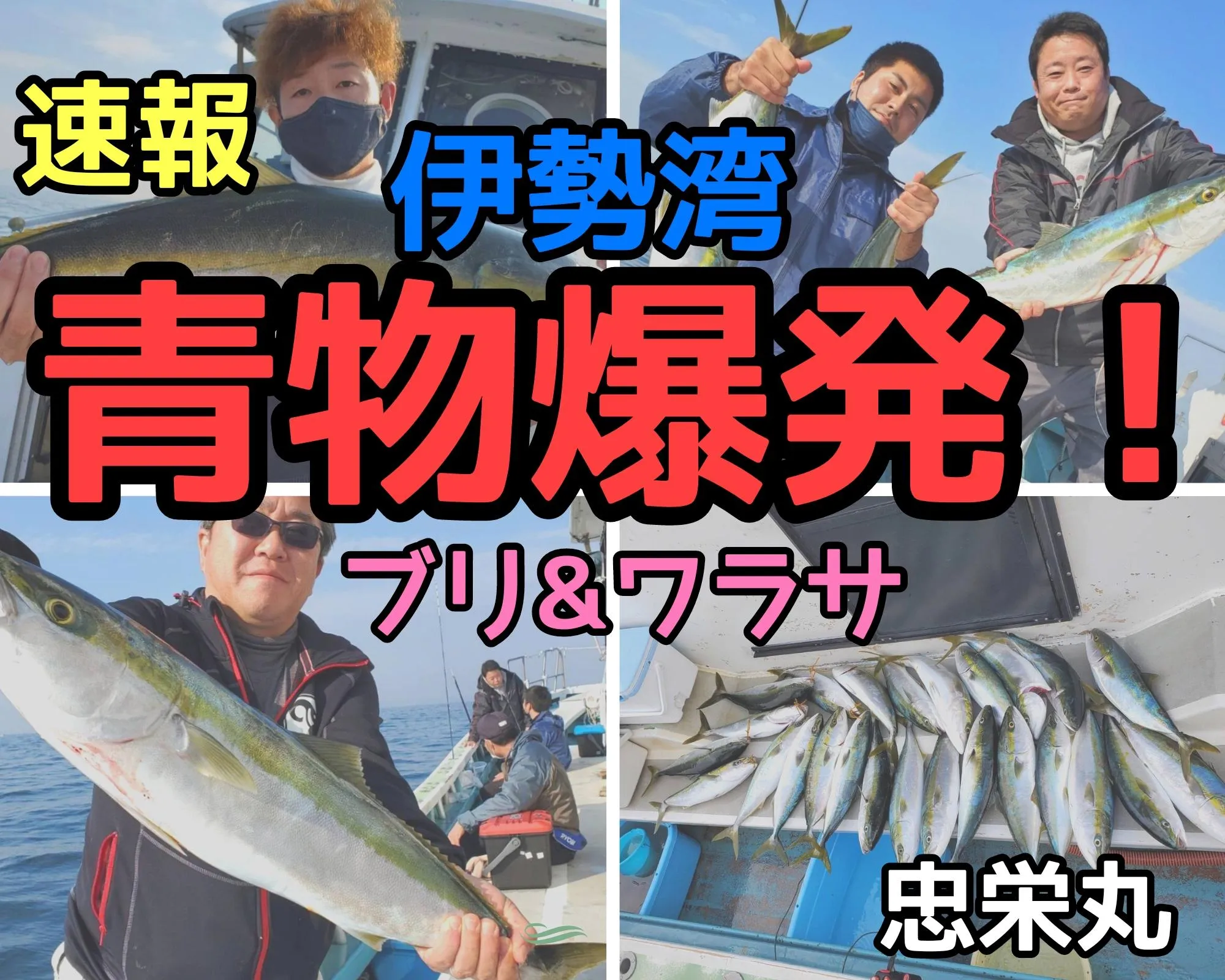 青物爆発 イワシ アジなどベイト回遊で活性アゲアゲ 脂ノリノリ 泳がせ釣り行くなら今っ In忠栄丸 イシグロ半田店 釣具のイシグロ 釣り情報サイト