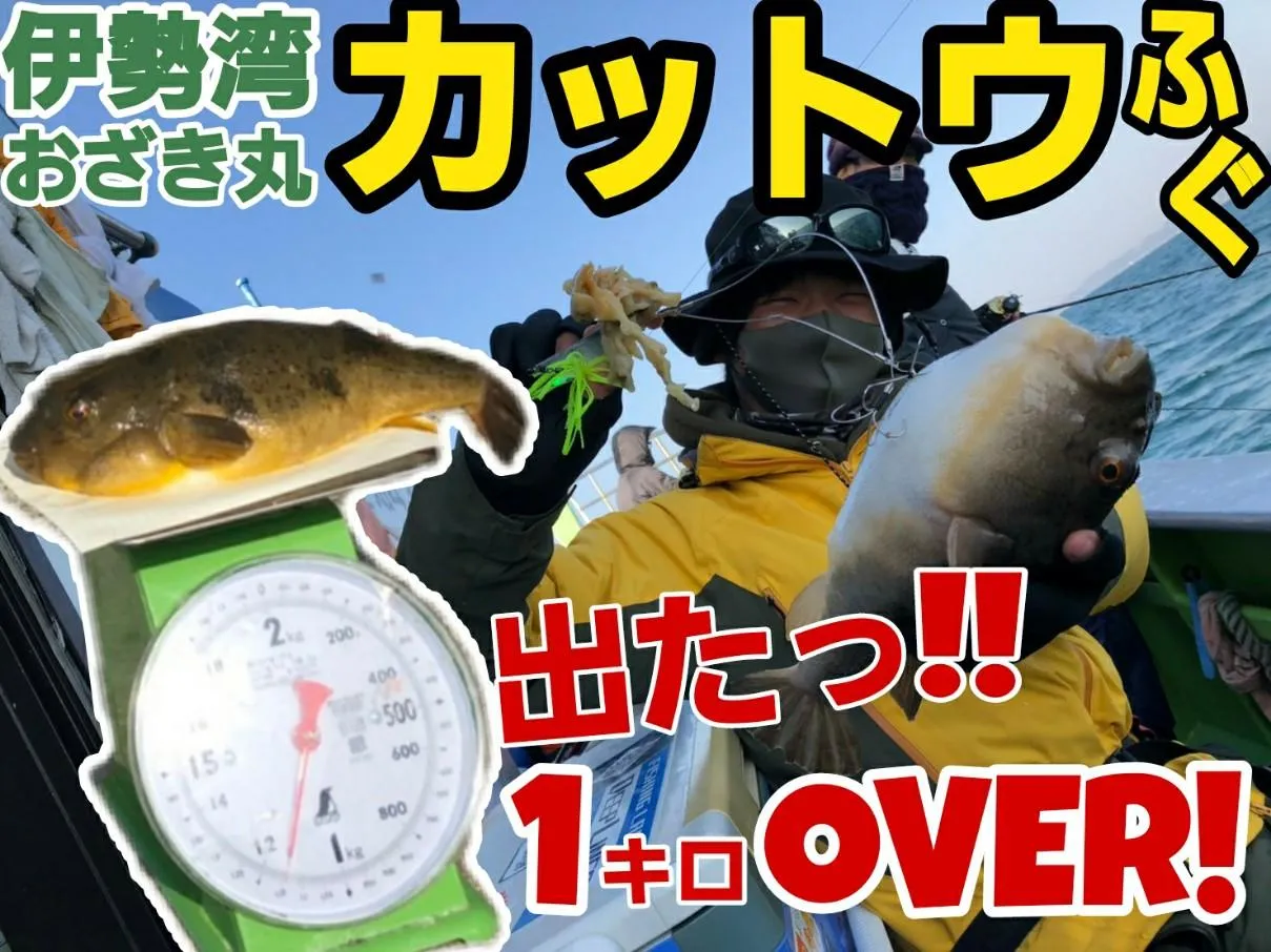 超ド級‼1キロOVER出た‼伊勢湾フグカットウ‼｜釣具のイシグロ |釣り情報