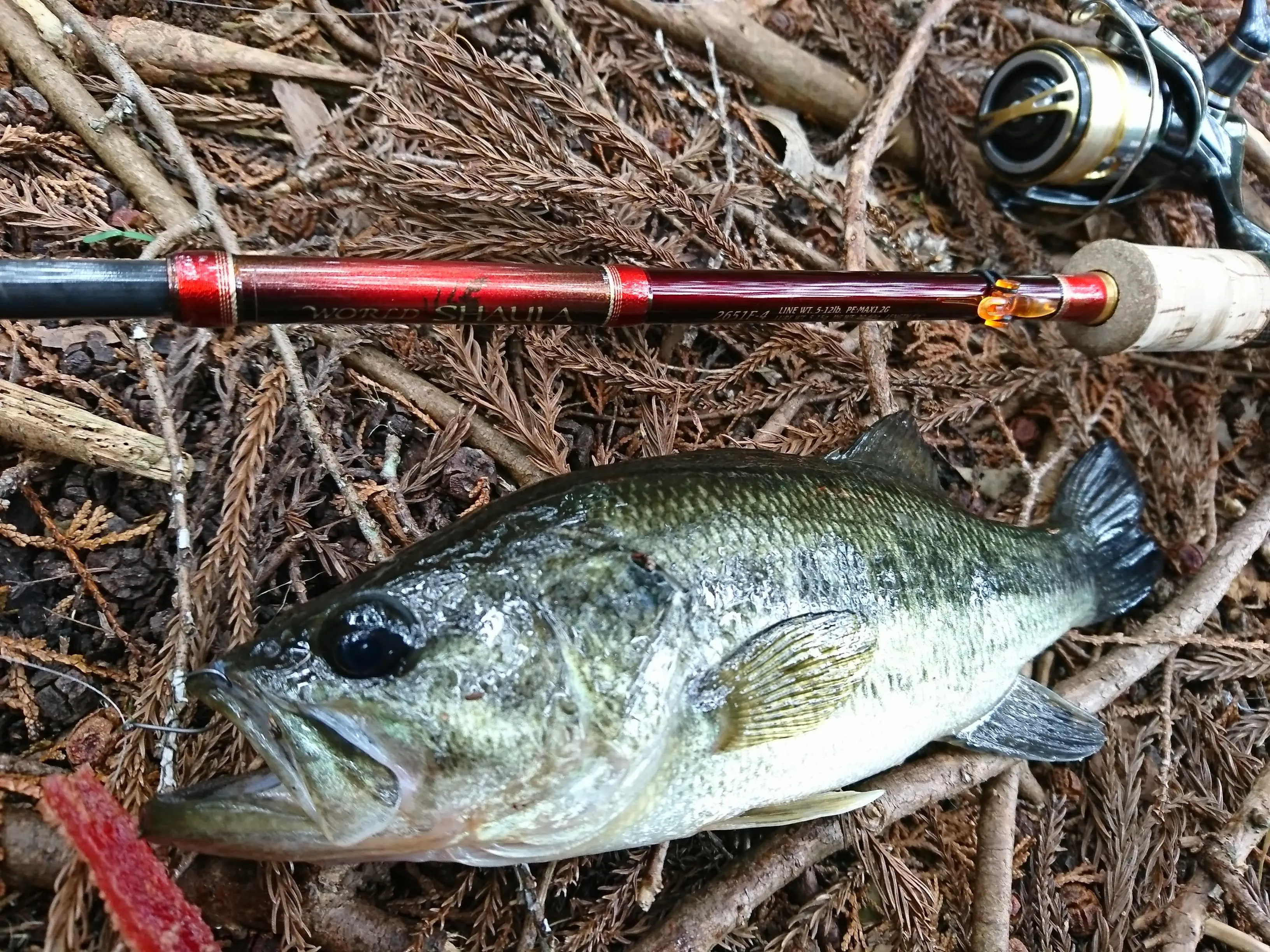 野池でブラックバス釣れました！｜釣具のイシグロ |釣り情報サイト