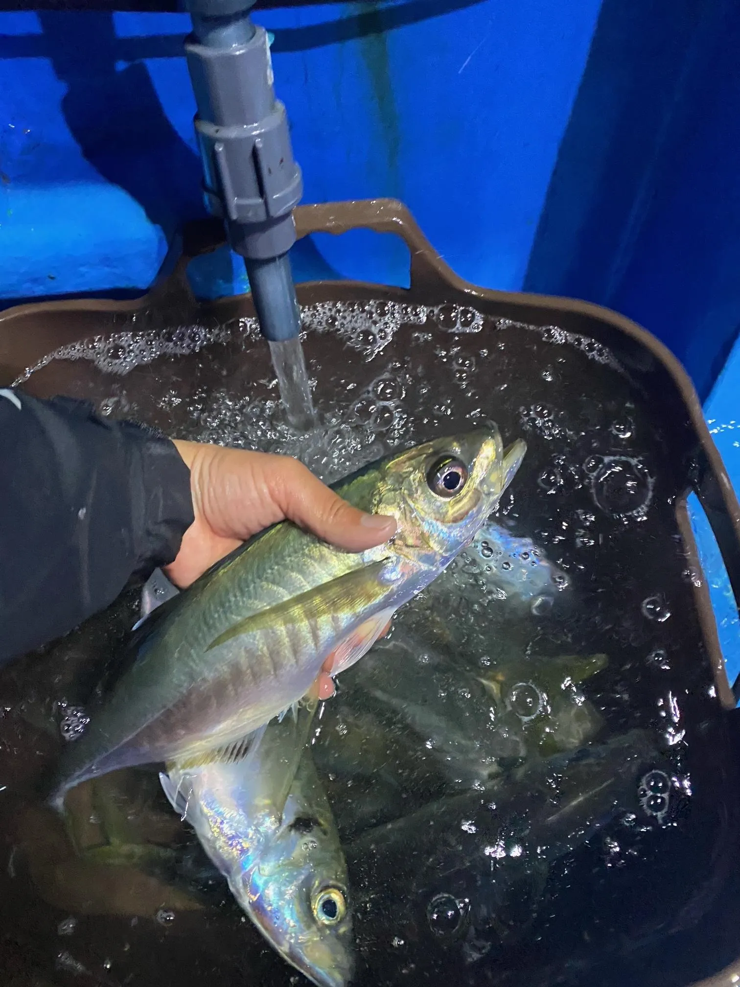 焼津沖の大アジ釣りにチャレンジ 釣具のイシグロ 釣り情報サイト