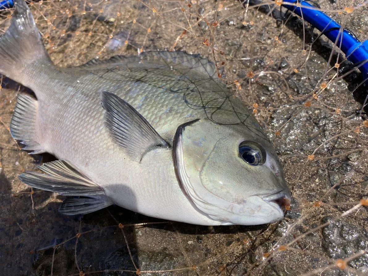 沼津市堤防釣果 ウキフカセ釣りで五目爆釣です フカセ釣り編 釣具のイシグロ 釣り情報サイト