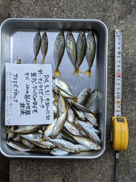 いつまでも釣れると思うなアジとサバ 豆アジ 子サバ いまだ健在 今ですヨ 釣具のイシグロ 釣り情報サイト