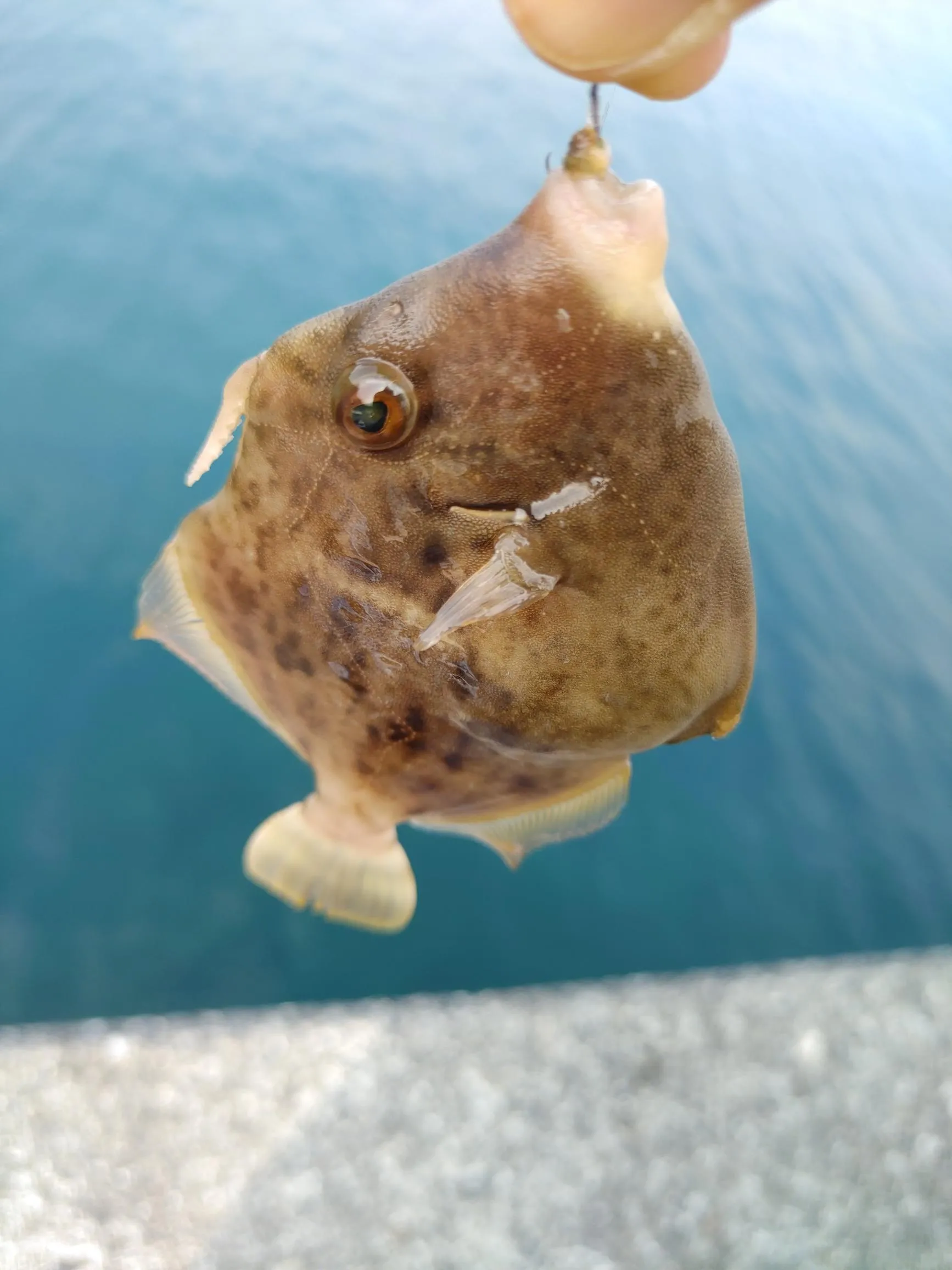 カワハギ狙い！沼津堤防でちょい投げ釣り｜釣具のイシグロ |釣り情報サイト