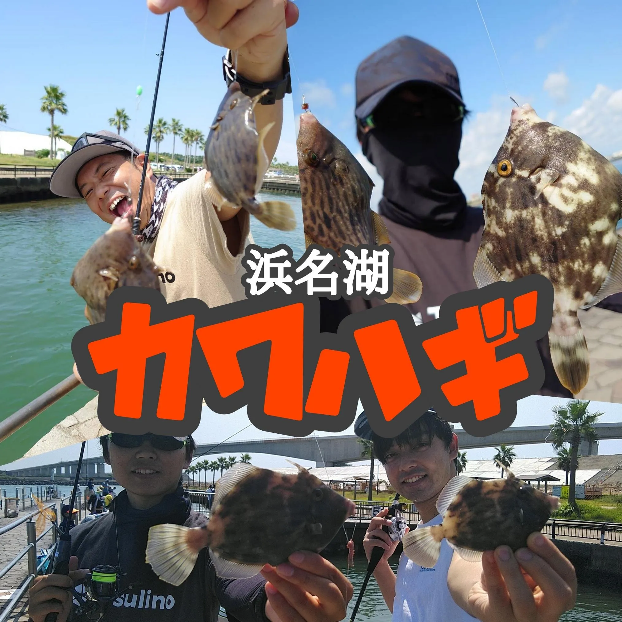 良型乱舞 浜名湖のカワハギ攻略 釣具のイシグロ 釣り情報サイト