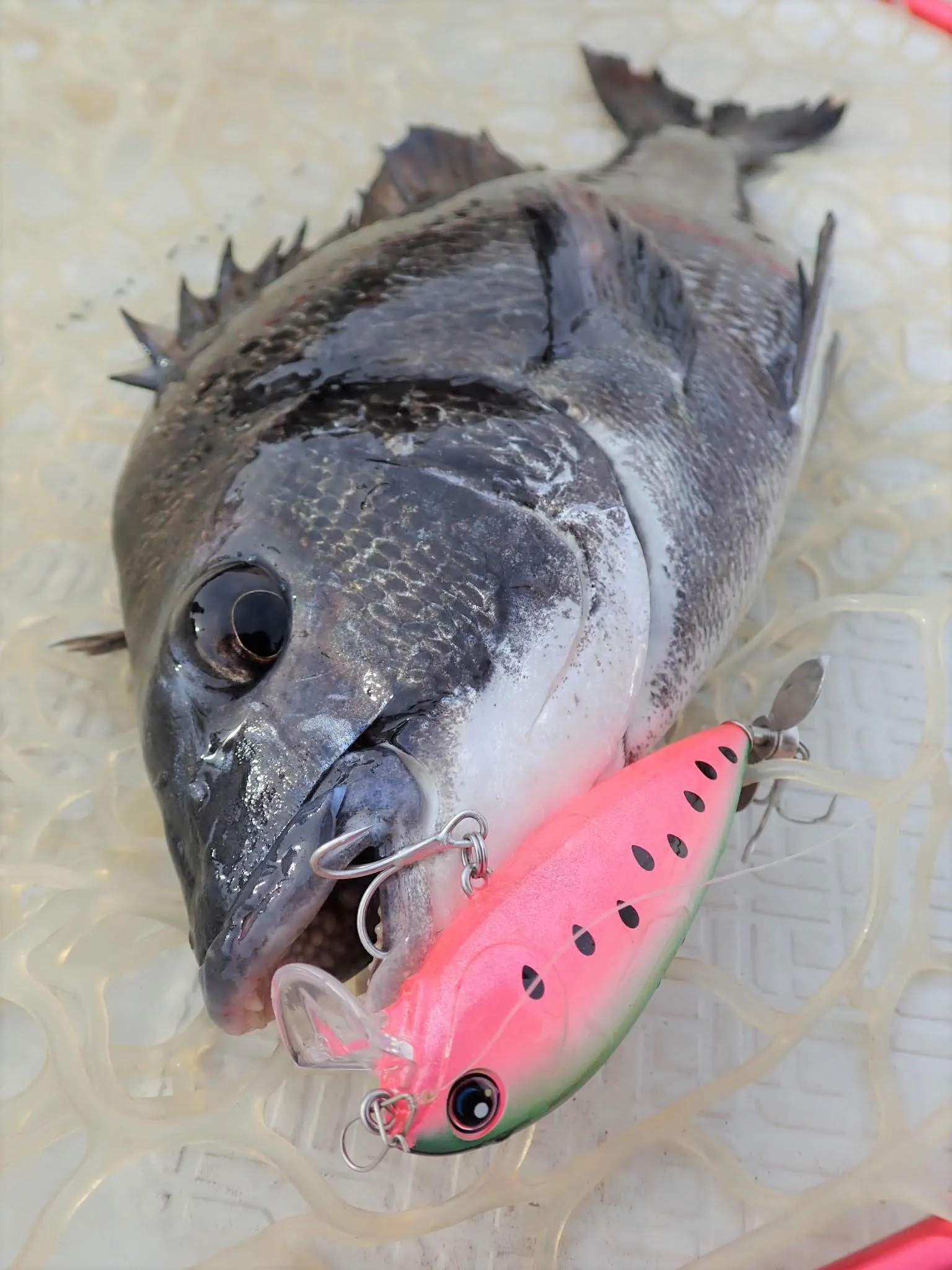 水面炸裂！飛豚73Propで浜名湖チヌトップ！｜釣具のイシグロ |釣り情報サイト