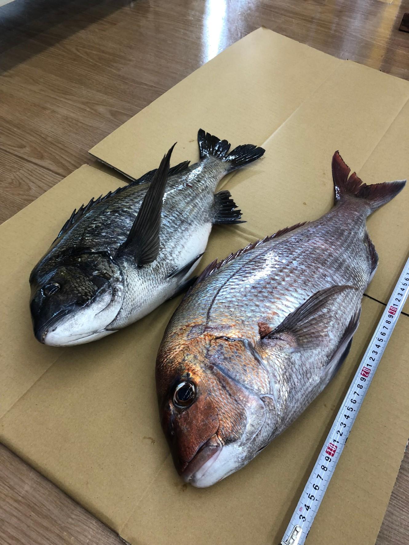 沼津市内堤防で良型のマダイが釣れています！！