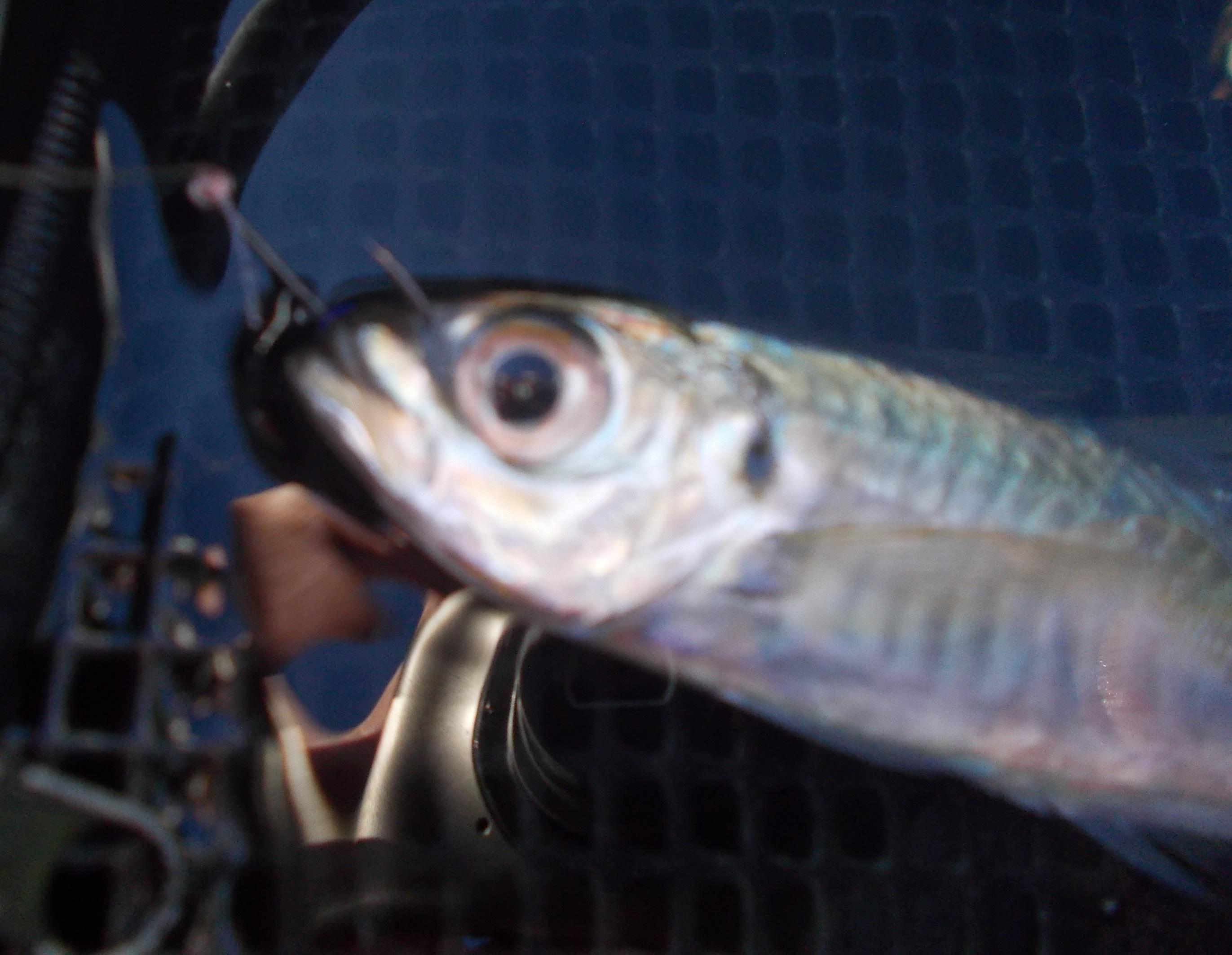 今回はサビキ釣りで釣れたアジをエサに大物狙いました。針は上唇の硬いところに刺して使いました。