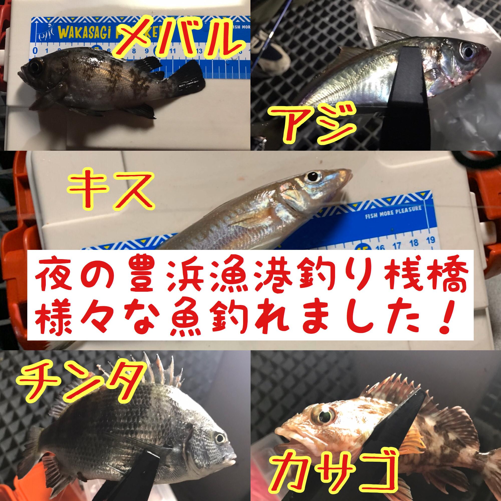 イシグロ半田店 夜の豊浜漁港釣り桟橋釣果情報 胴突き サビキ釣りで五目釣り 釣具のイシグロ 釣り情報サイト