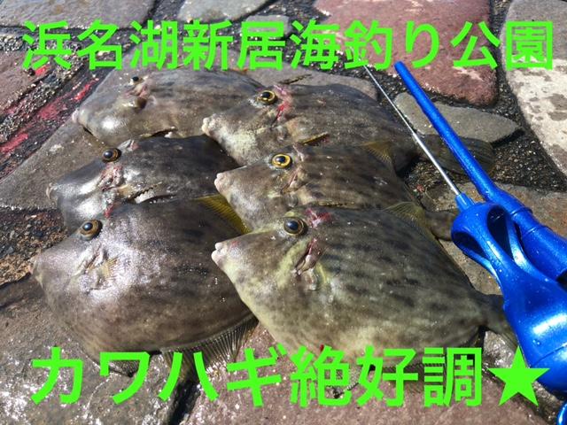 21秋 浜名湖新居海釣り公園 カワハギ絶好調 釣具のイシグロ 釣り情報サイト