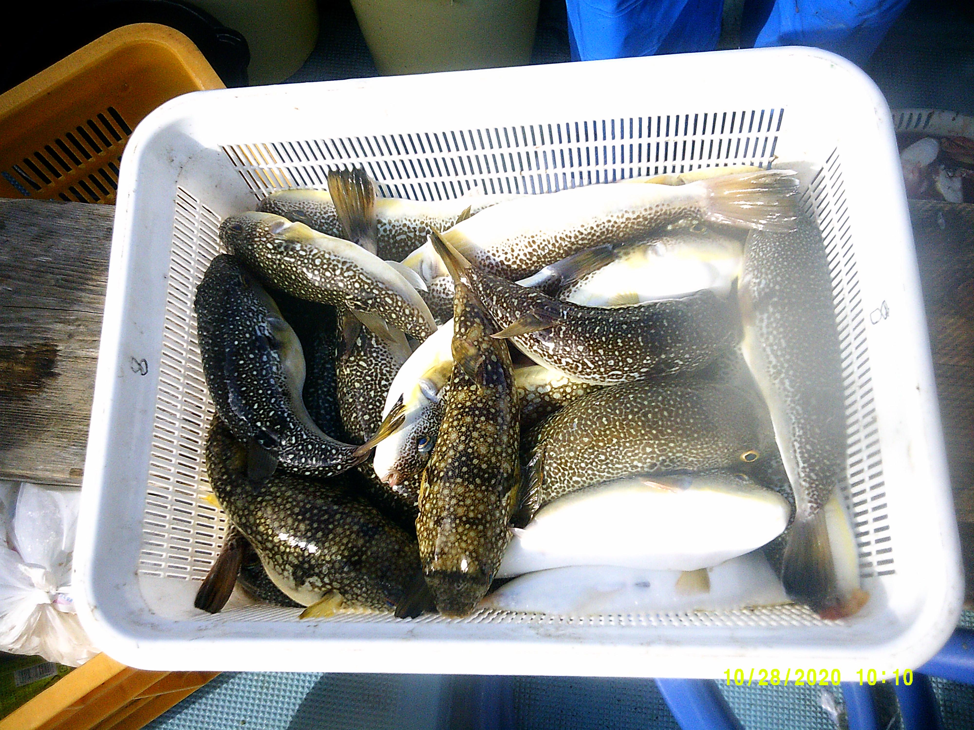 豊川店スタッフ野澤釣行 赤羽根沖フグ釣り 釣具のイシグロ 釣り情報サイト