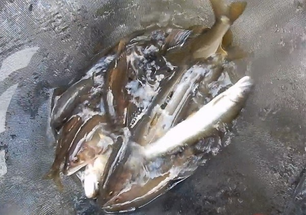 釣果