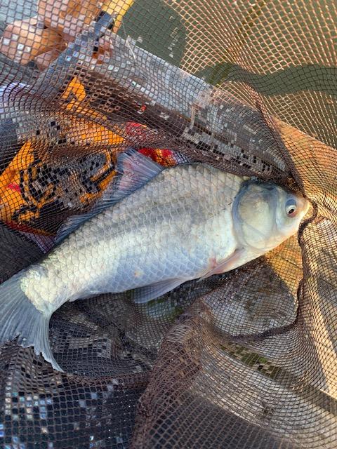 西春店 つつじ池でへらぶな釣り ステップアップ編 釣具のイシグロ 釣り情報サイト