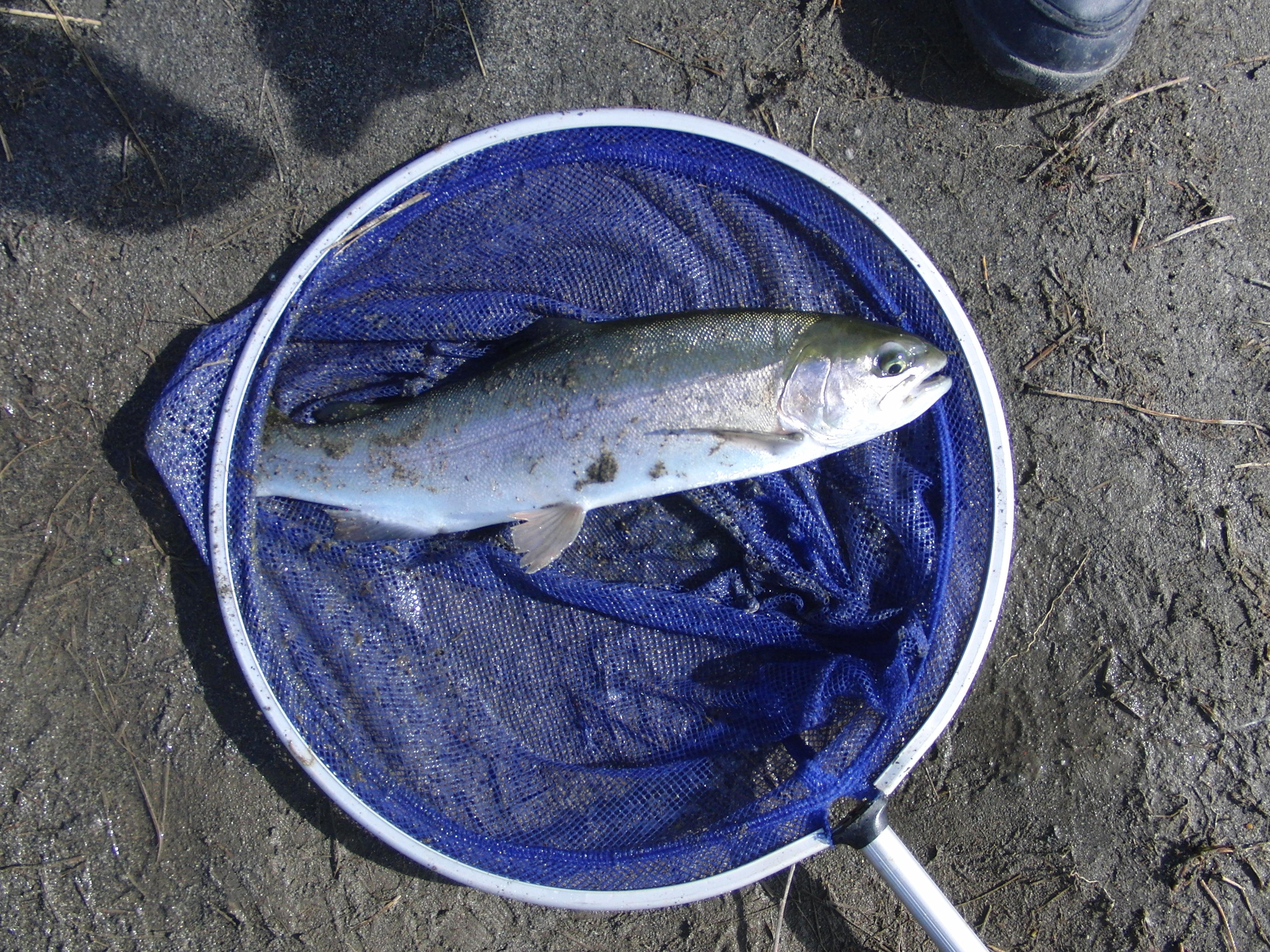 大型が釣れますのでタモは必要です。