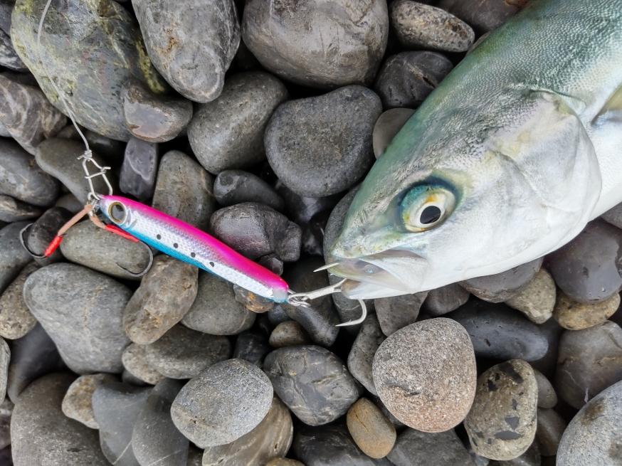 焼津サーフ 小型青物ショアジギング開幕 釣具のイシグロ 釣り情報サイト