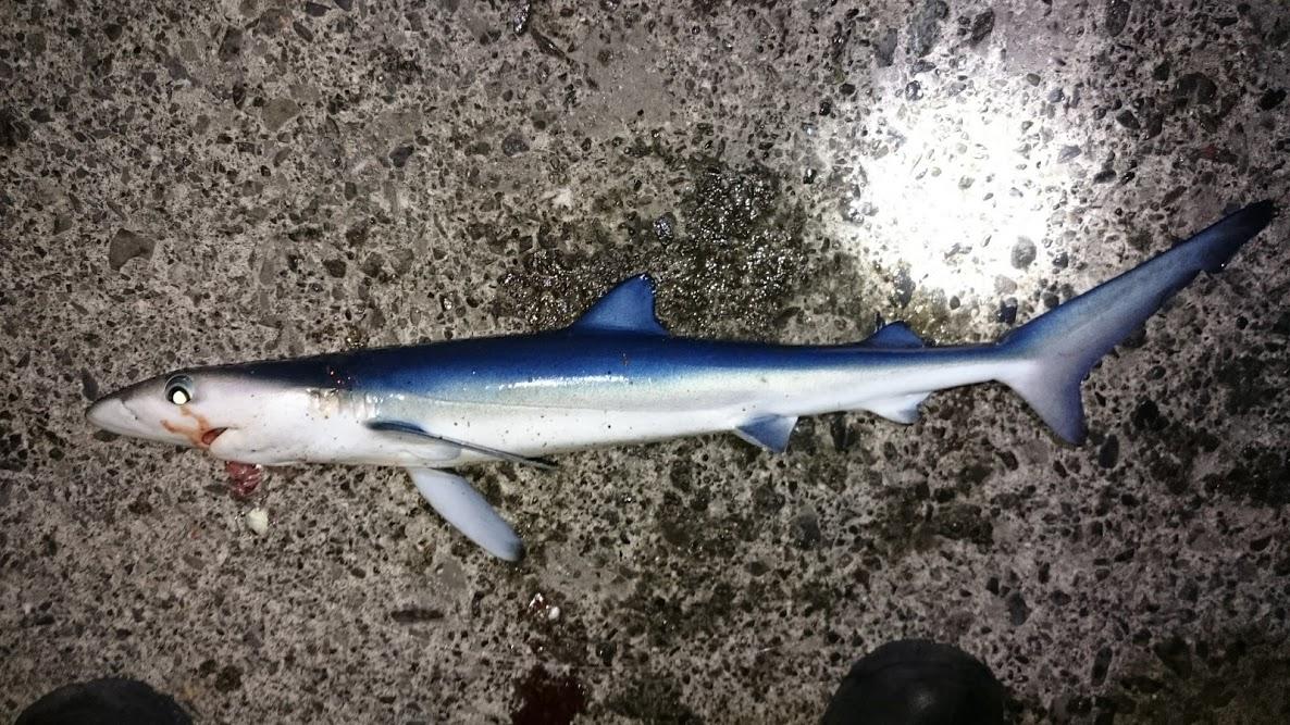 コマセ無し投げサビキで釣ったウルメイワシで太刀魚テンヤしてサメ 釣具のイシグロ 釣り情報サイト