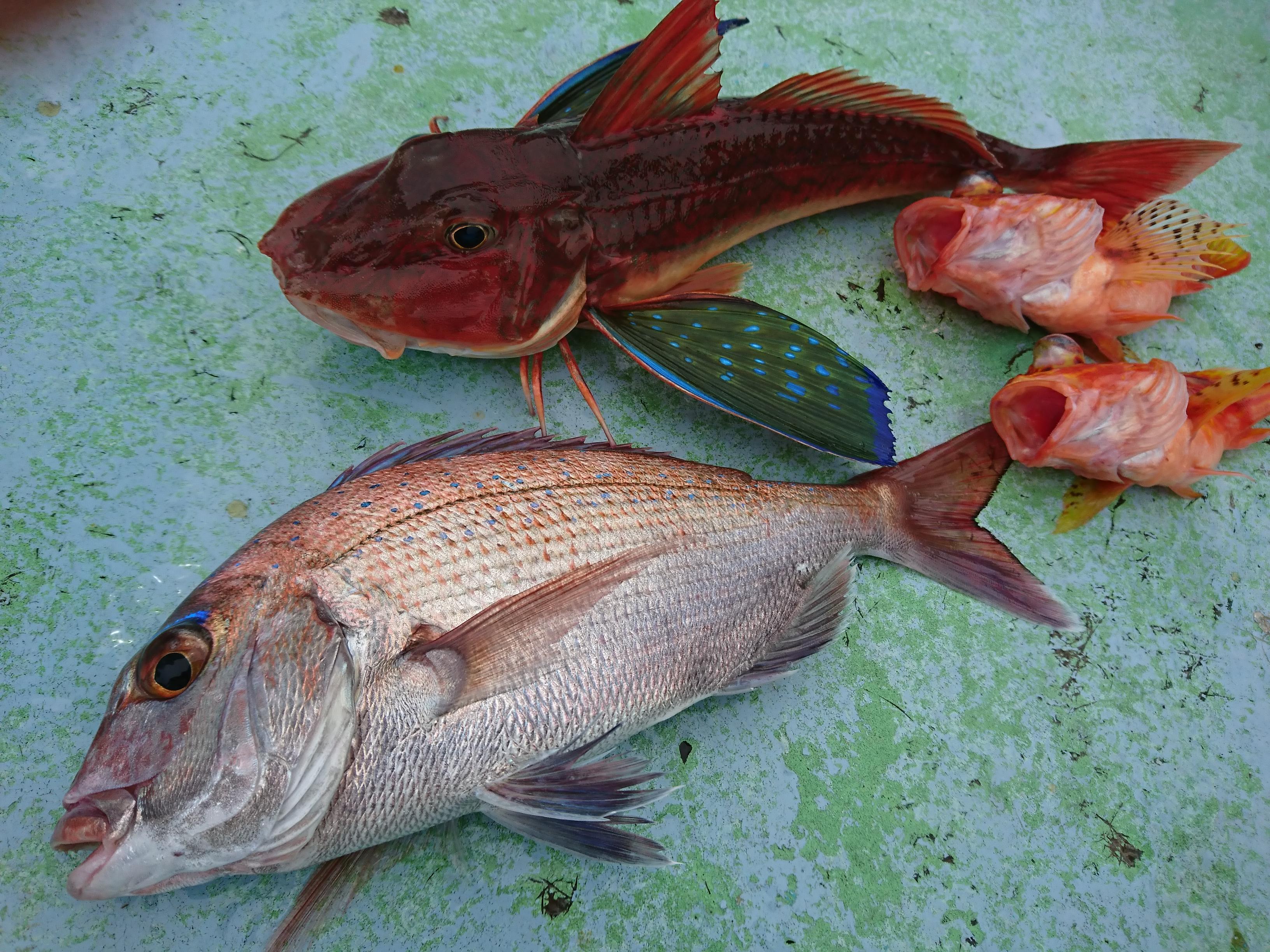 短時間の釣行ですが、いろいろな魚が釣れました！