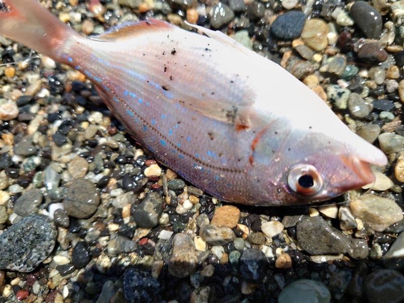 小さいですけど引きが強くて面白いです！もう少し大きくなってからまた釣りたいです。