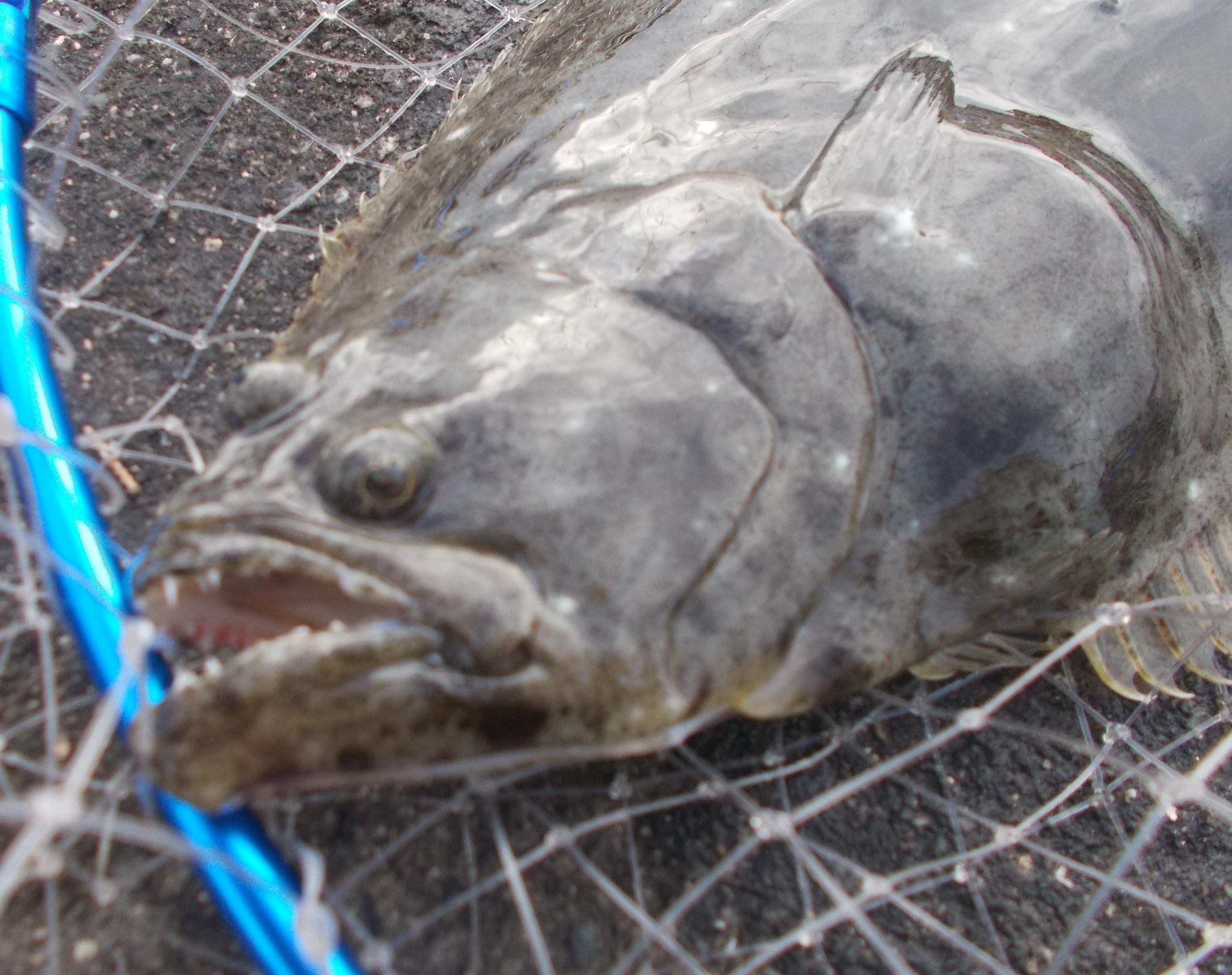 釣れた大物を掬う網は必須！持って行こう。