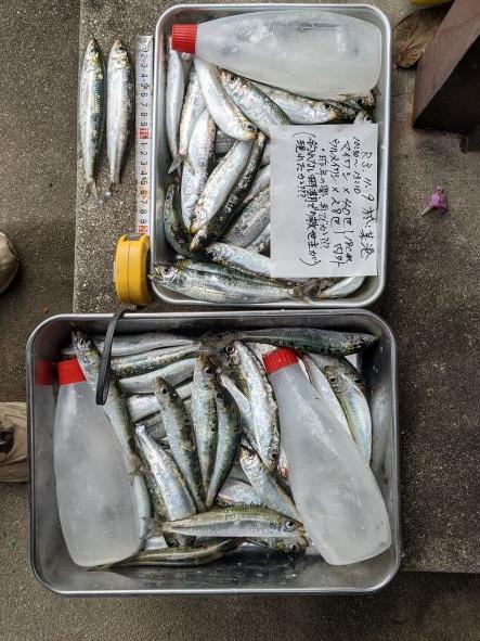 イワシ爆釣 釣り魚が乏しくなった昨今 ありがたい話もあったもんだ 釣具のイシグロ 釣り情報サイト