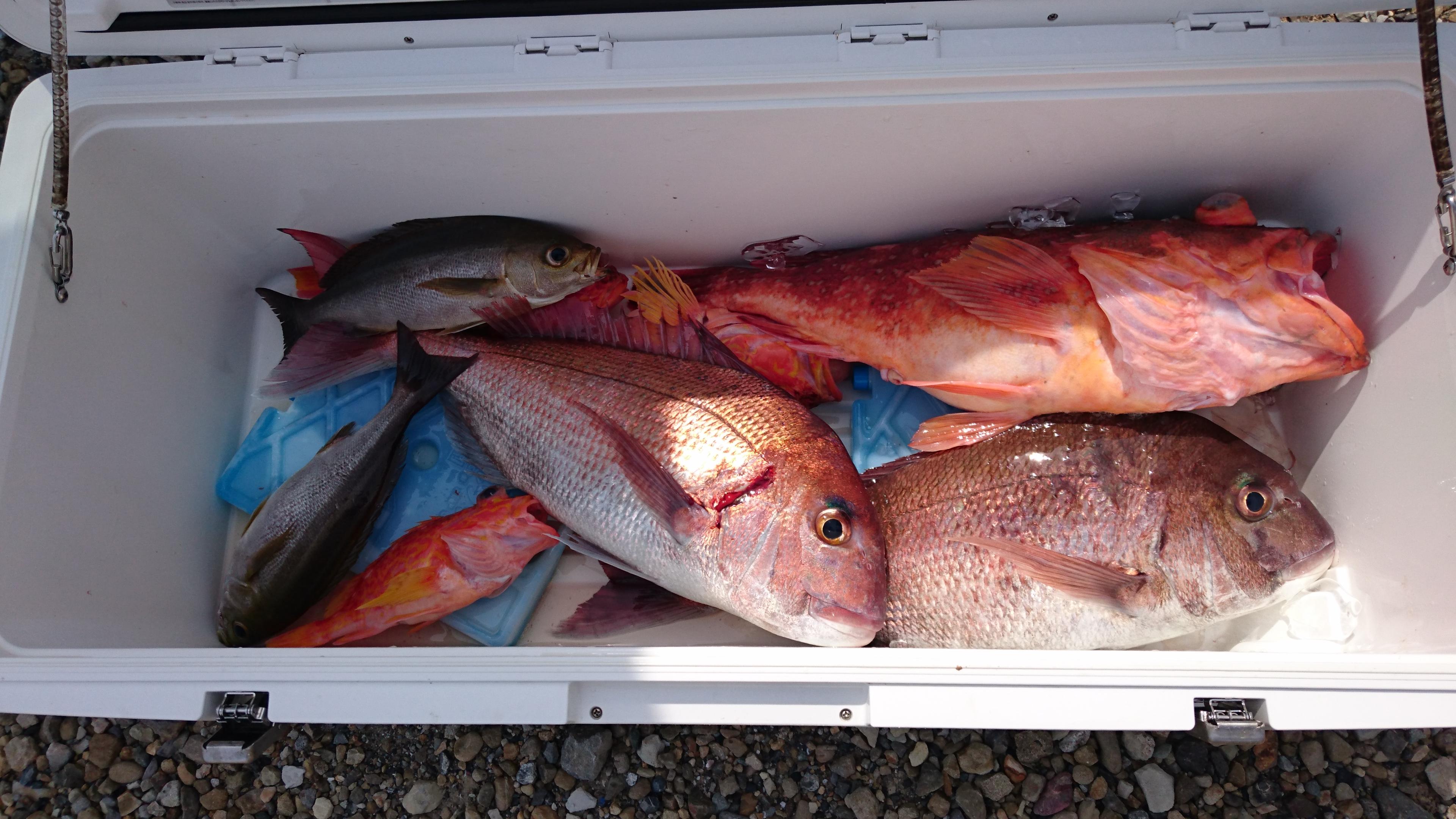 タイラバとＳＬＪのリレーでいろいろな魚が釣れました、これから夏シーズンも楽しみです。