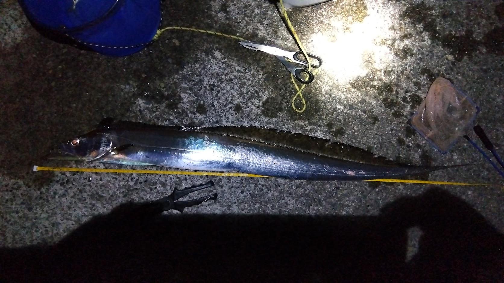 期待したウルメイワシが釣れず、ダメ元でカマスを使っての太刀魚テンヤ。
完全に暗くなりそろそろ撤収というところでなんとか１匹取れました。
たぶんテンジクタチですが、なんとなくハグレ個体な感じがします。
本格的な太刀魚シーズンは鰯が釣れ初めてからでしょう。