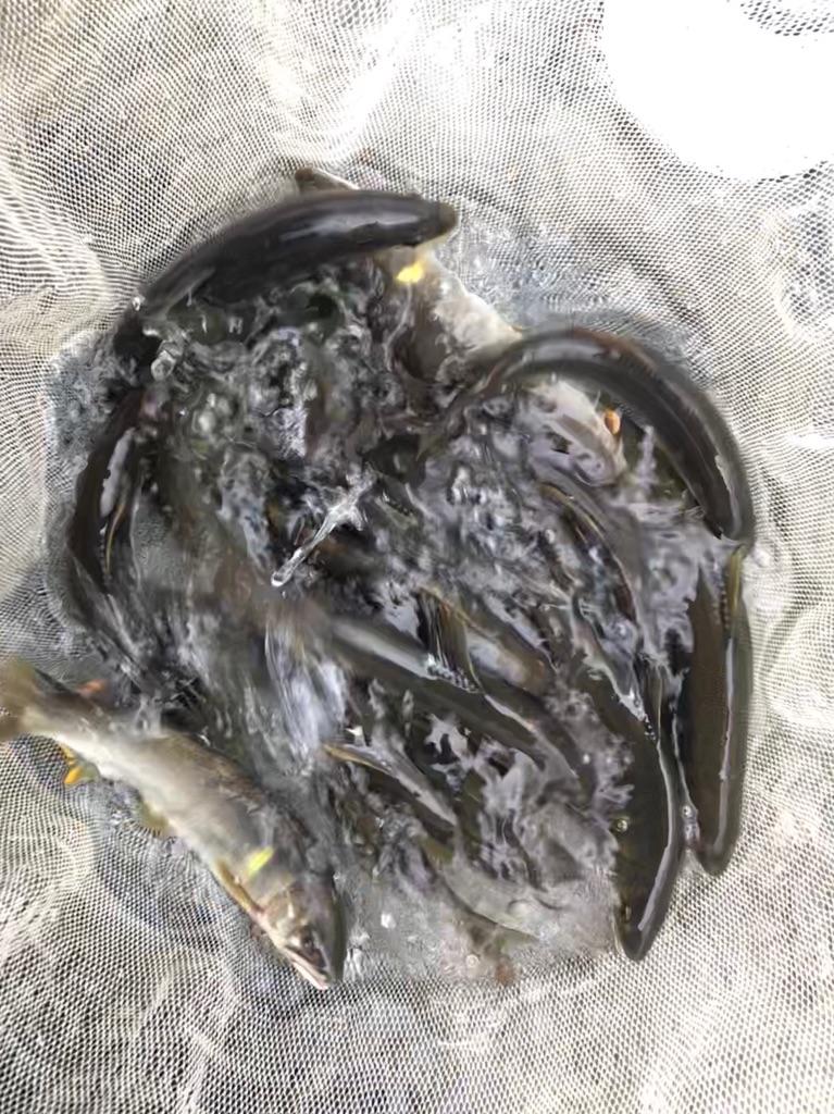 総釣果35匹！