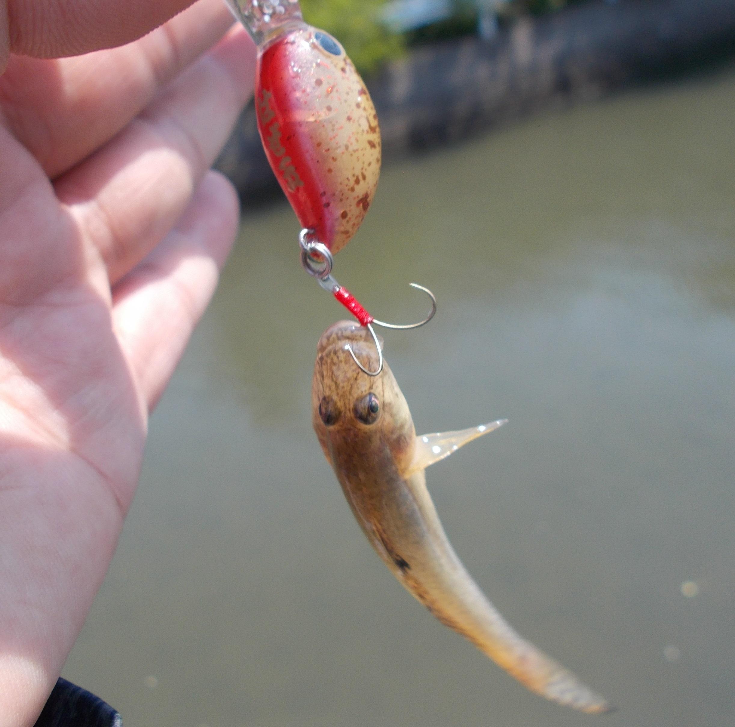 ハゼの釣況を見に行ってきました。各地でハゼが釣れてきました。