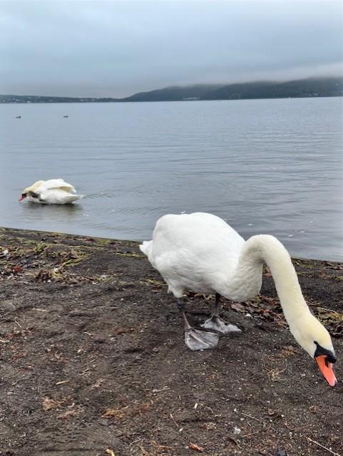 白鳥の湖。