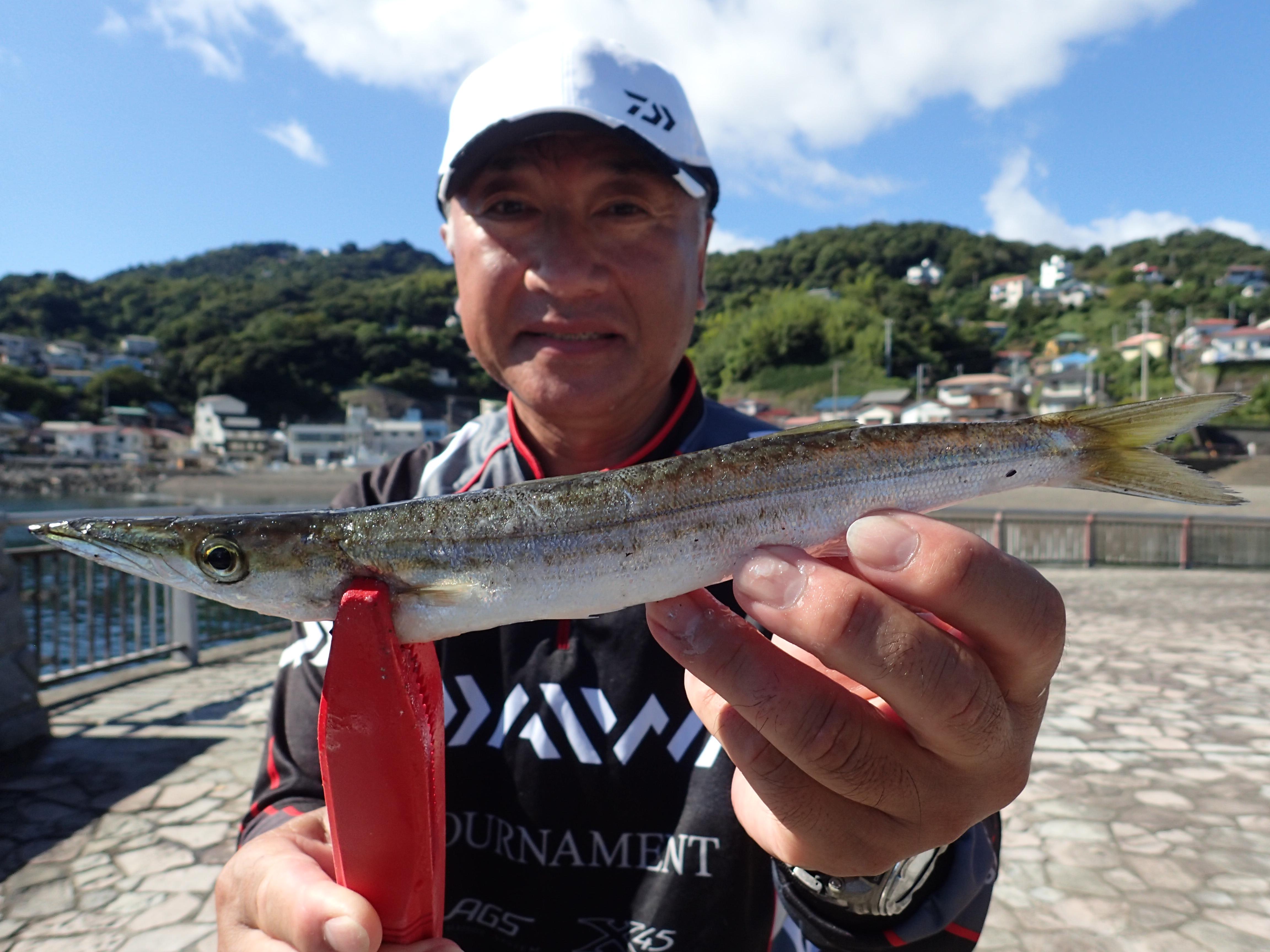 いるか浜でカマス釣れています